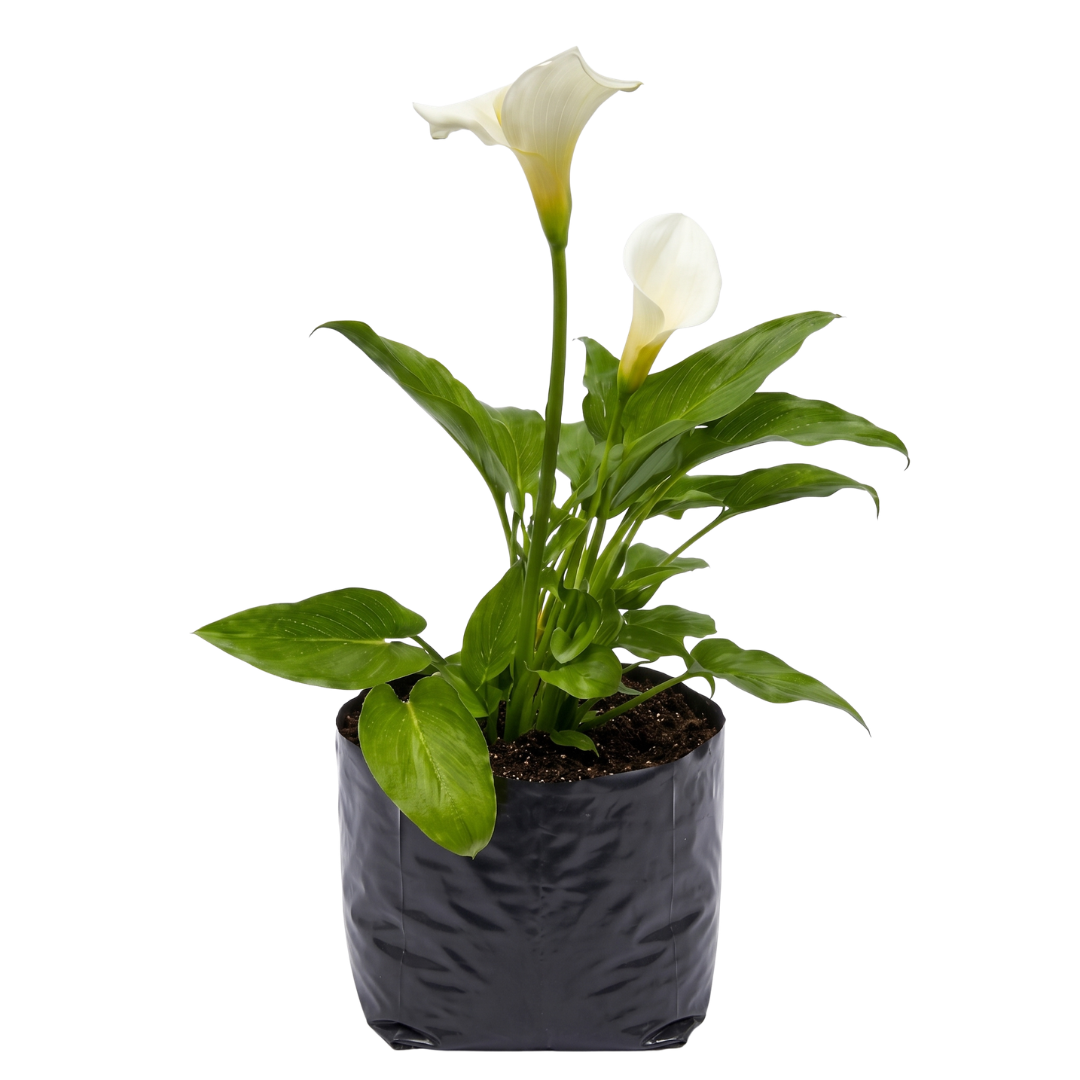 Cartucho blanco