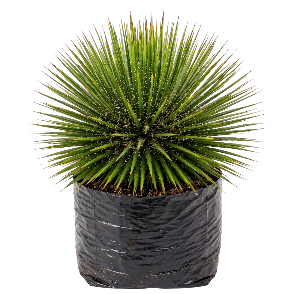 Agave blanco o aguja