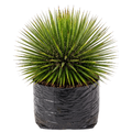 Agave blanco o aguja