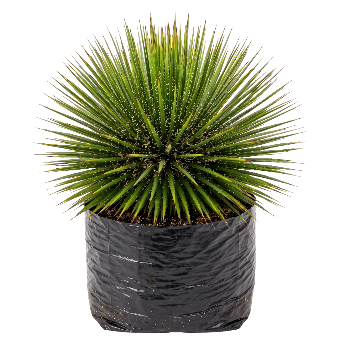 Agave blanco o aguja