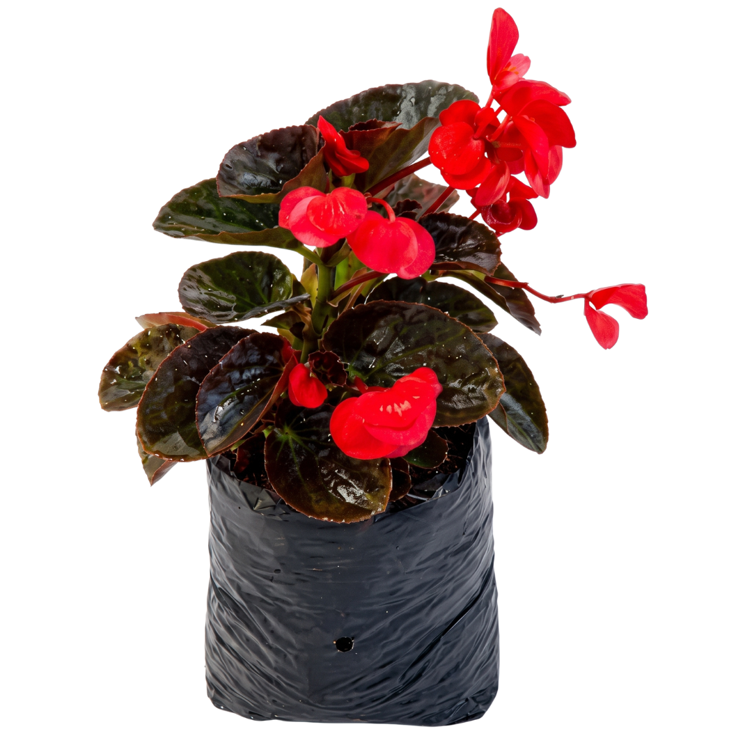 Begonia big o pichón