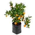 Calamondi