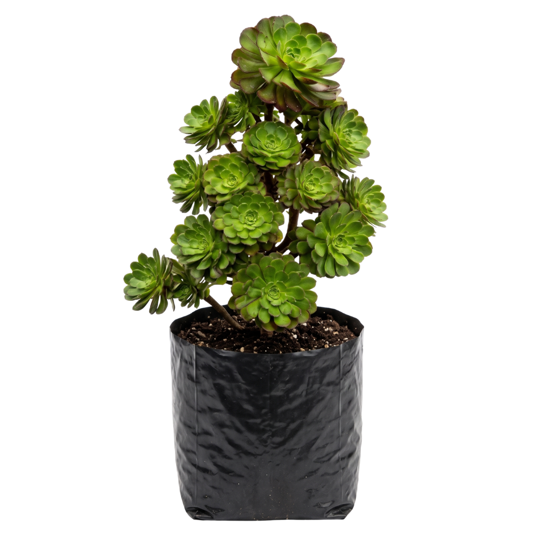 Adenium combinado