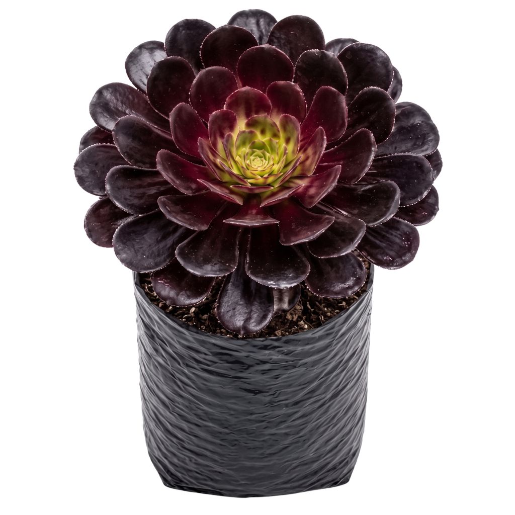 Adenium morado