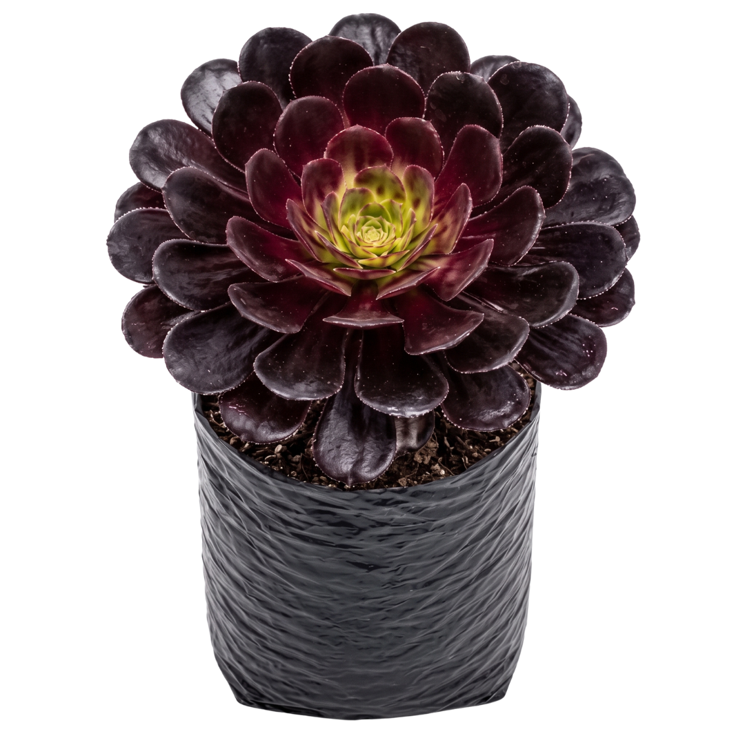 Adenium morado