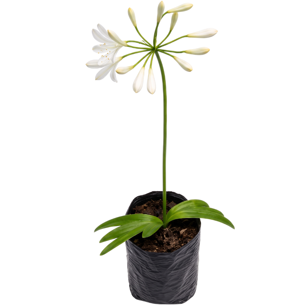 Agapanto blanco