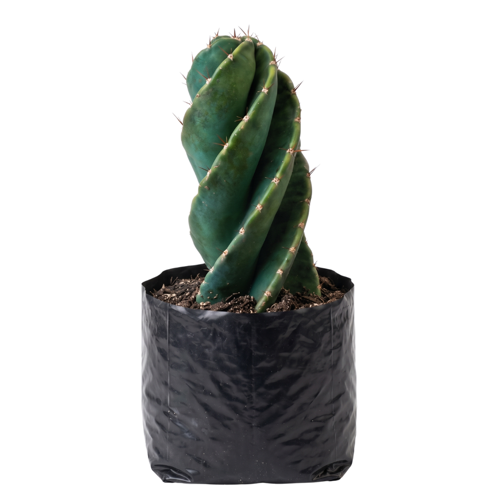 Cactus tornillo