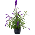 Salvia mexicana