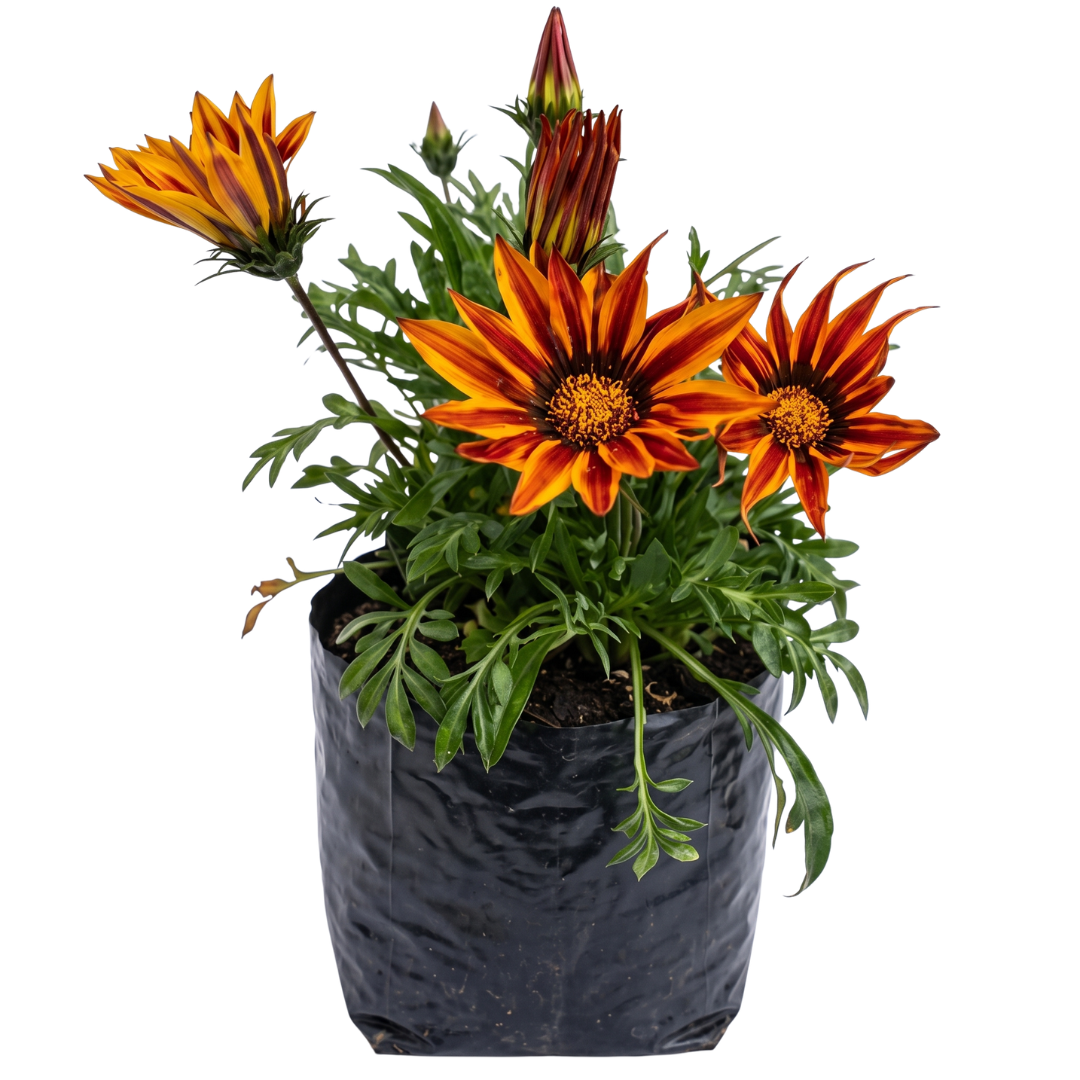 Gazania