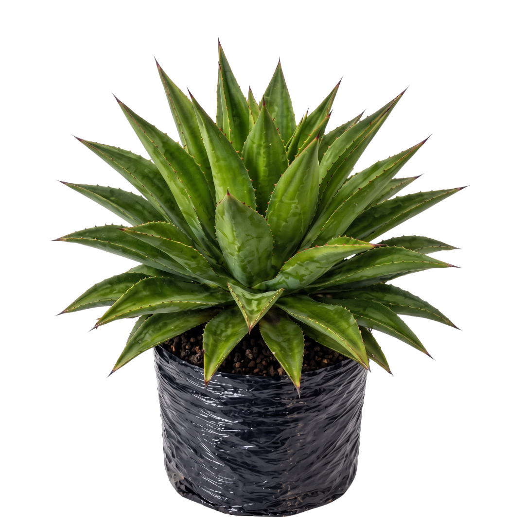 Agave americana