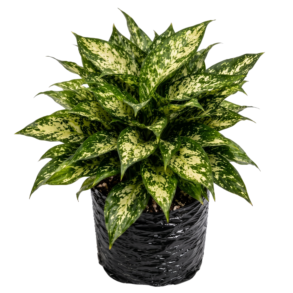 Aglaonema perdiz