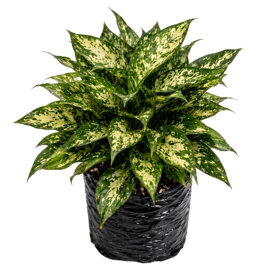 Aglaonema perdiz