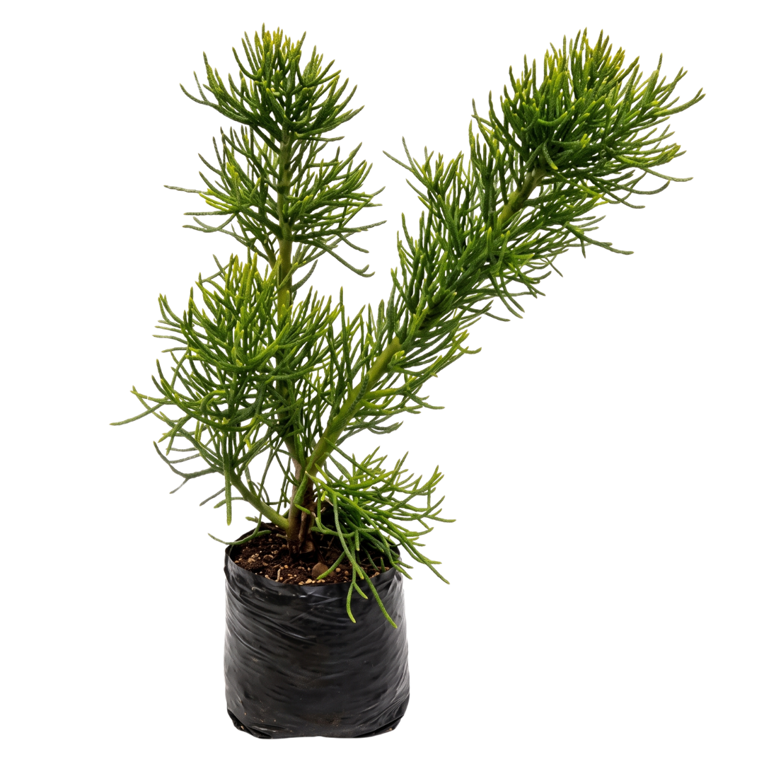 Árbol desnudo