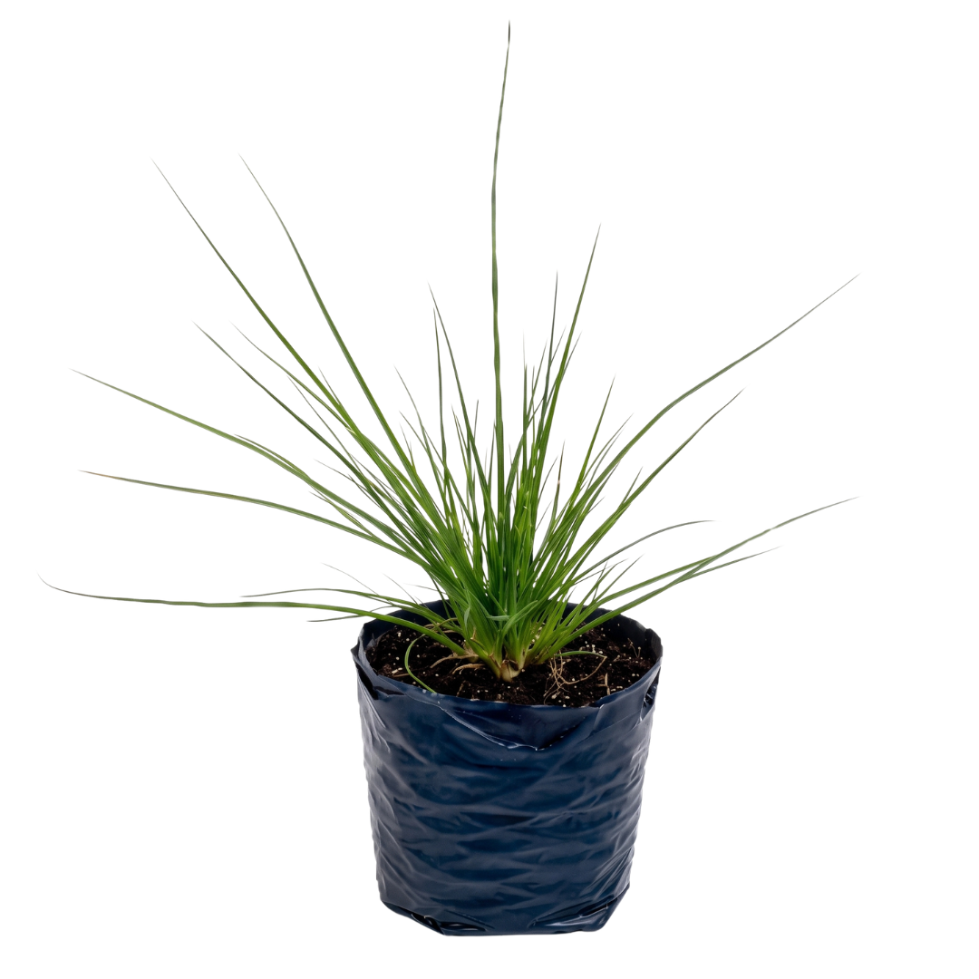 Calamagrostis