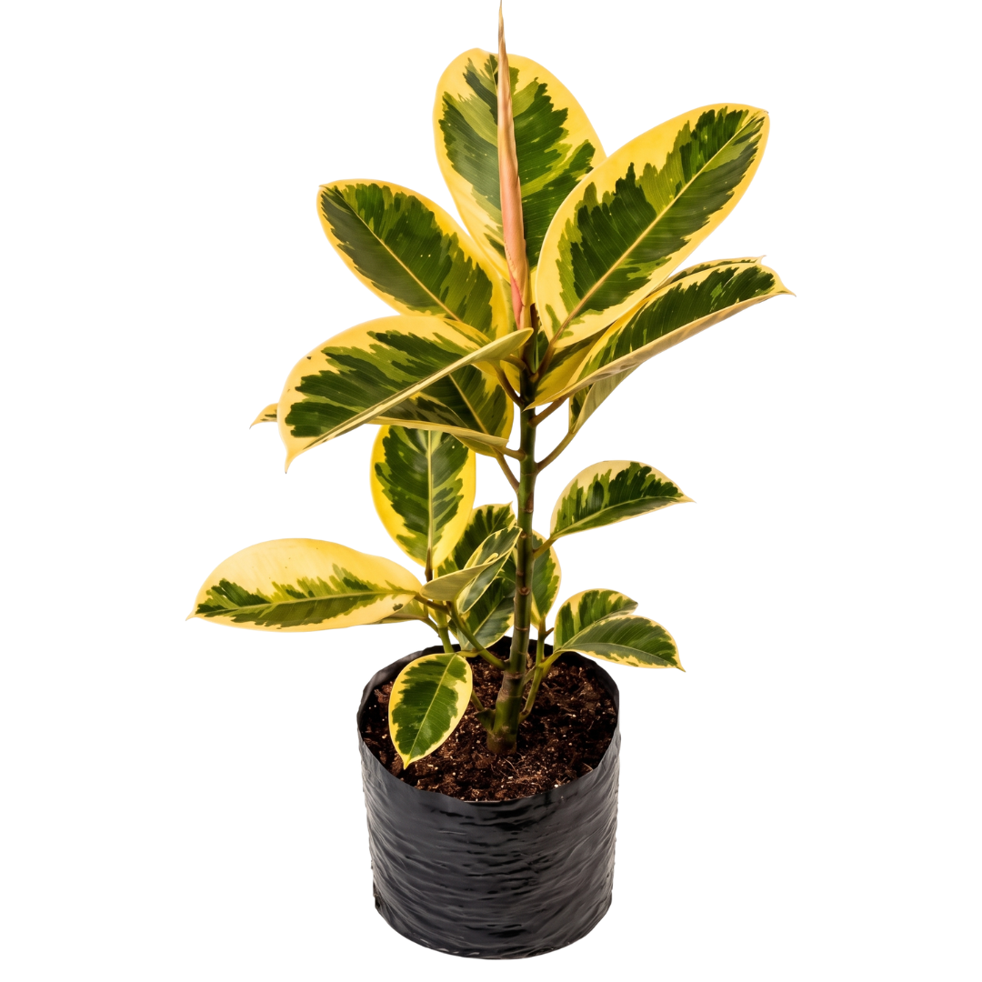 Ficus elastica
