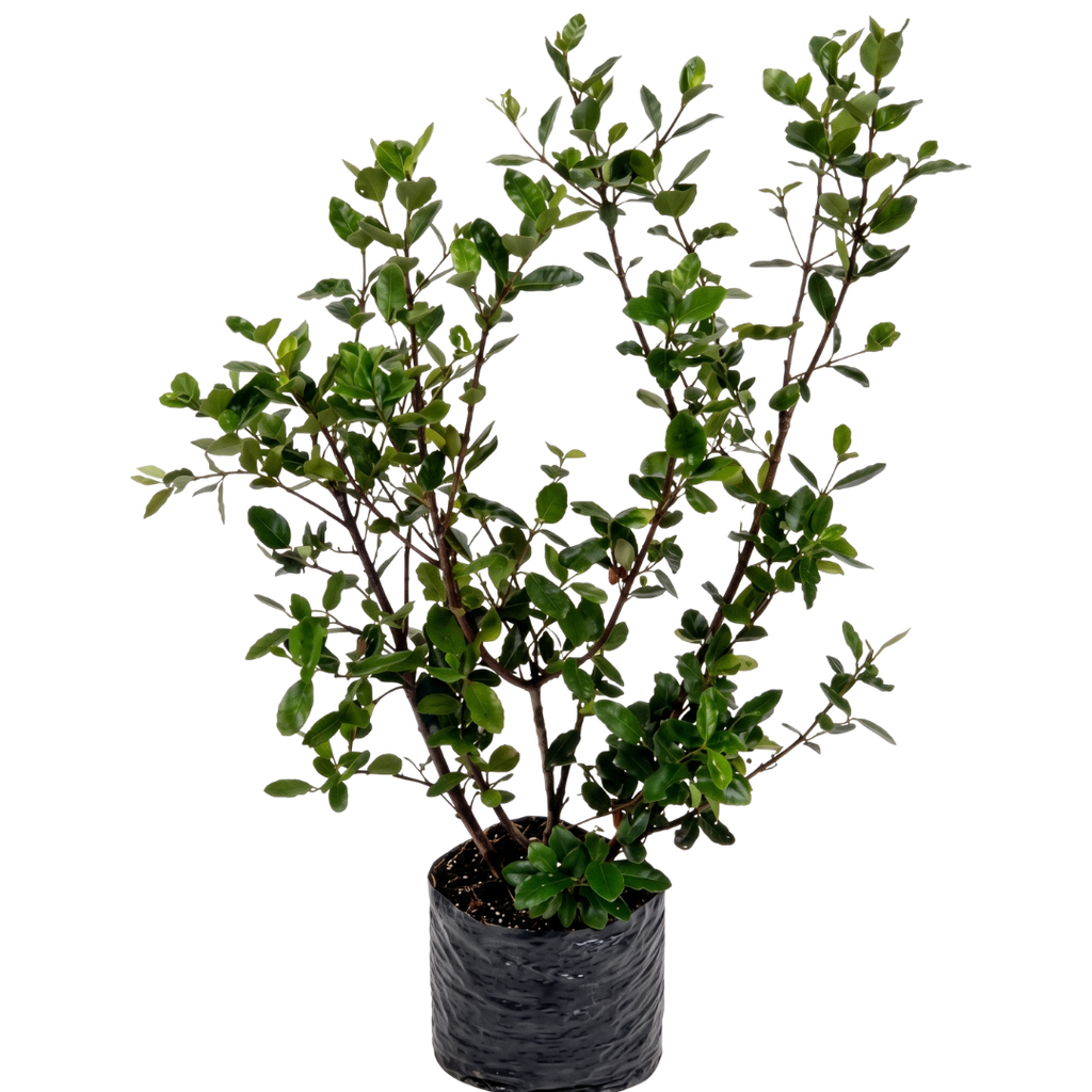 Feijoa