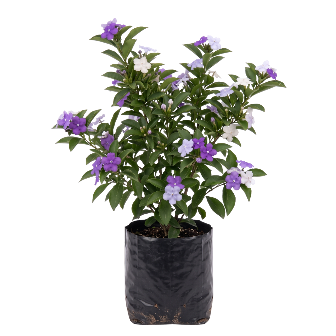 Jazmín lavanda