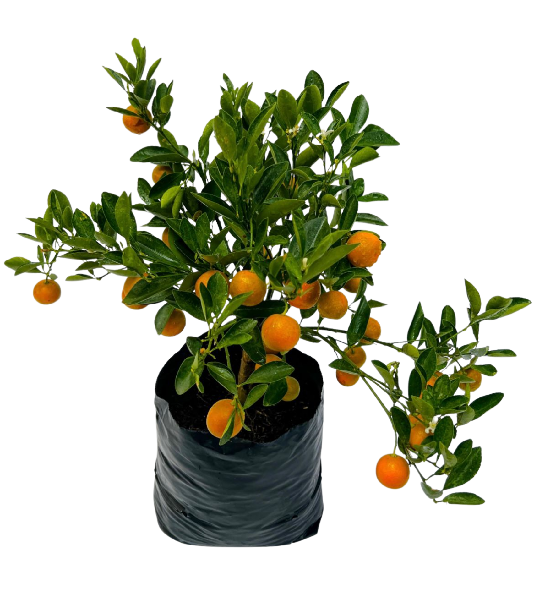 Calamondi
