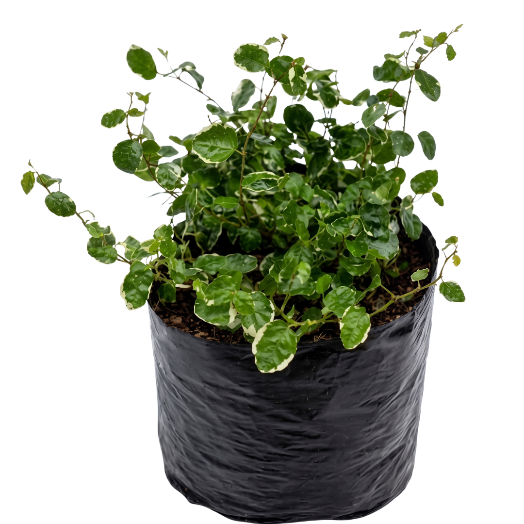 Ficus rastrero