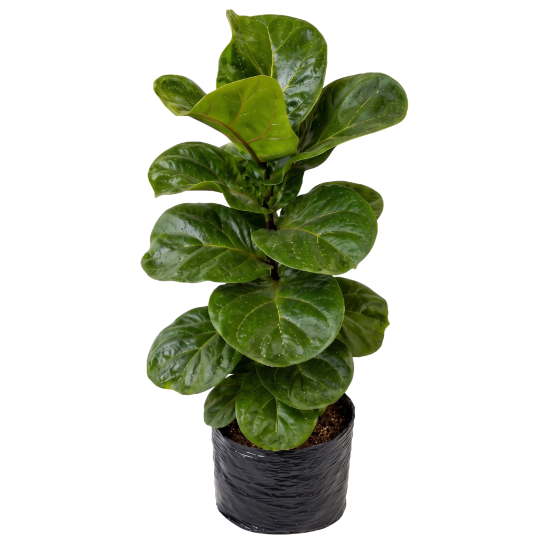 Ficus bambino