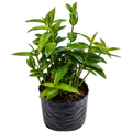 Epidendrum