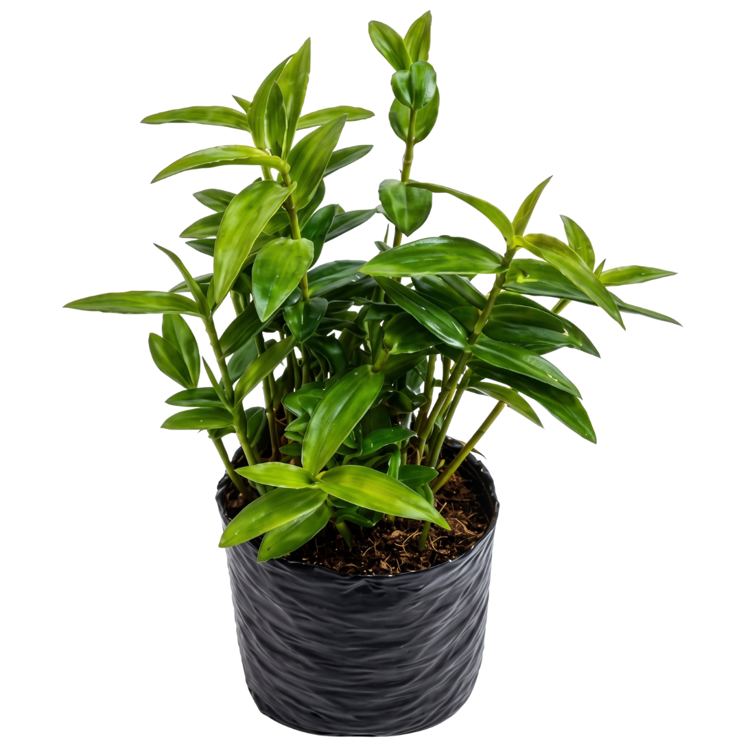 Epidendrum