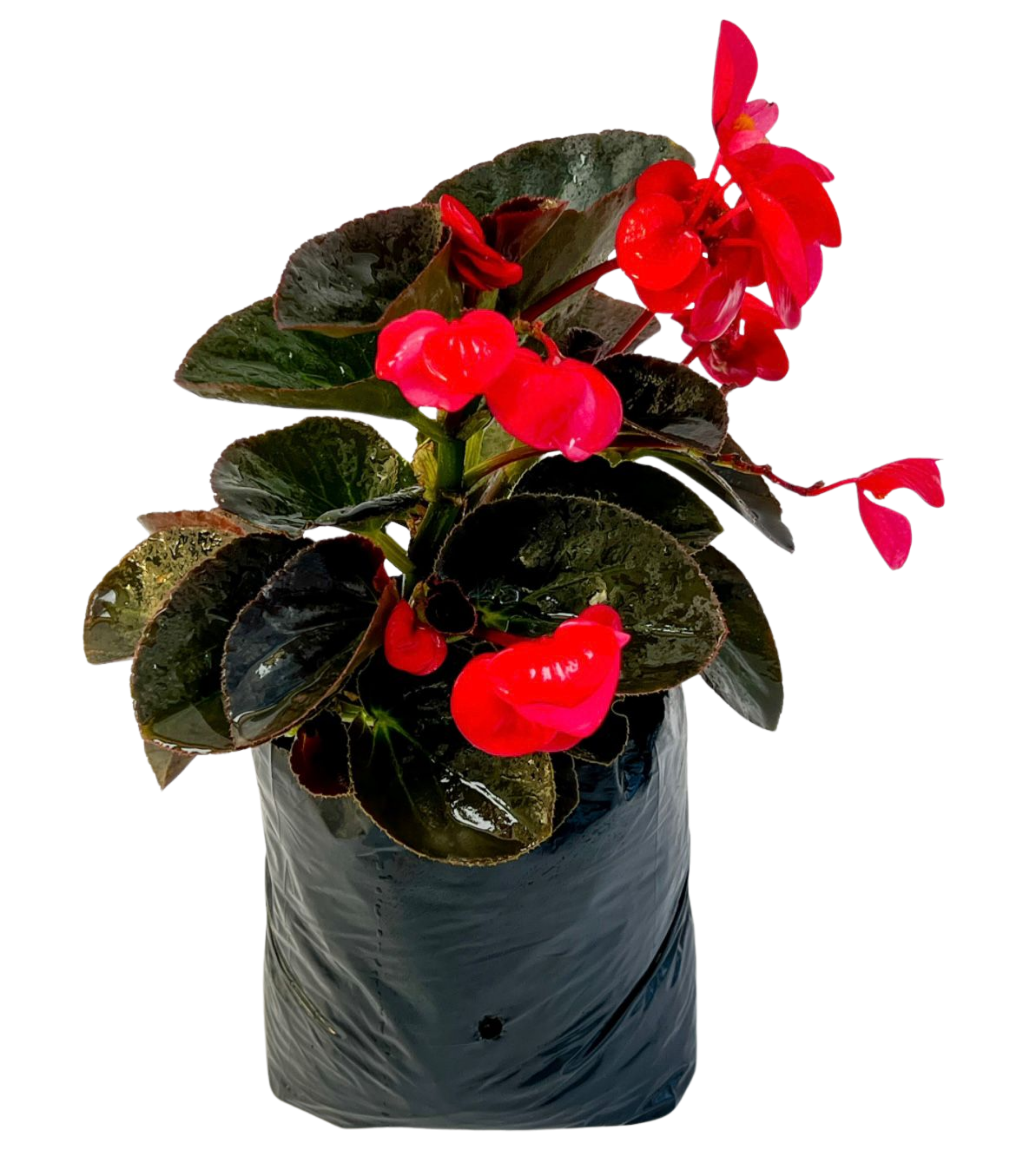 Begonia o Pichon roca
