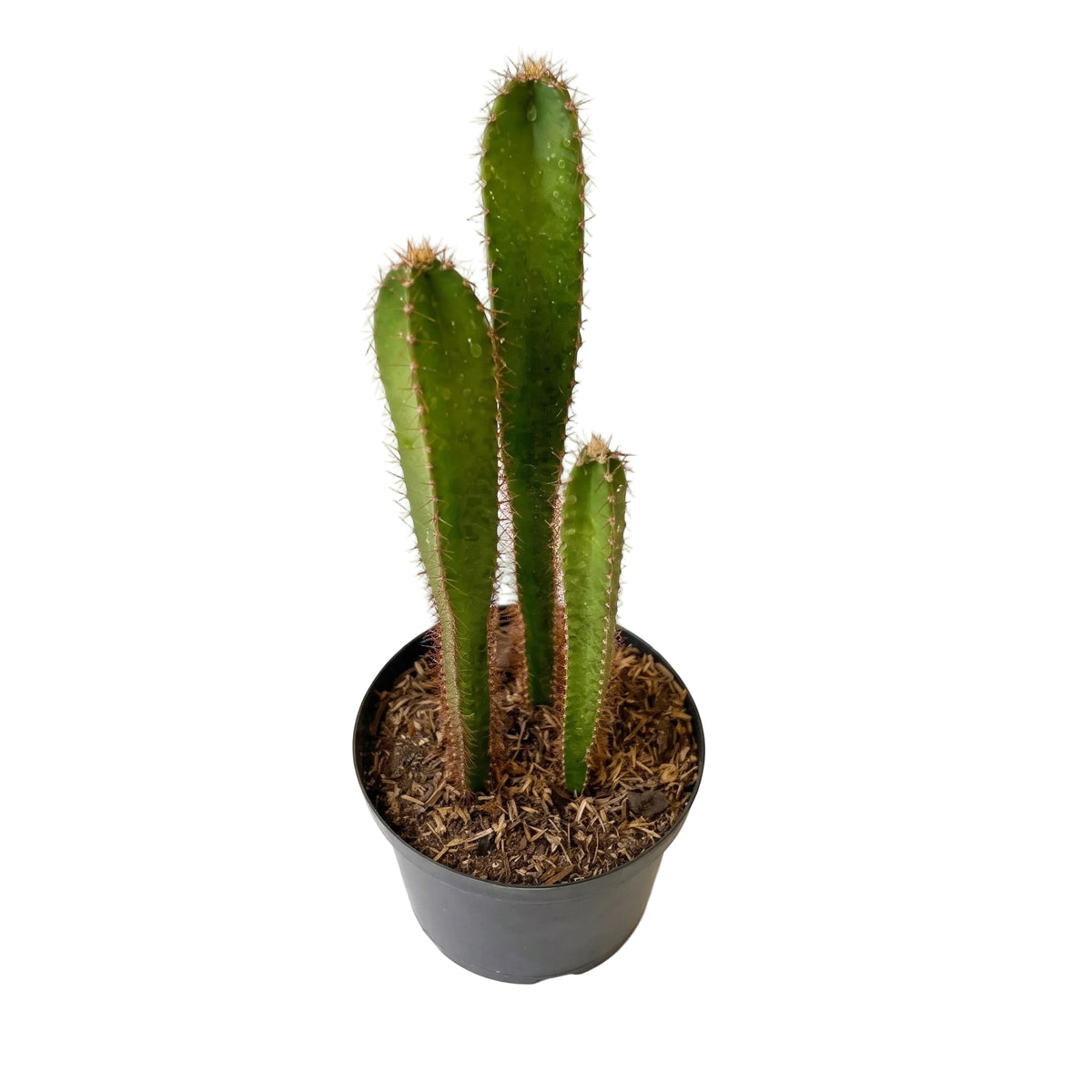 Cactus injerto