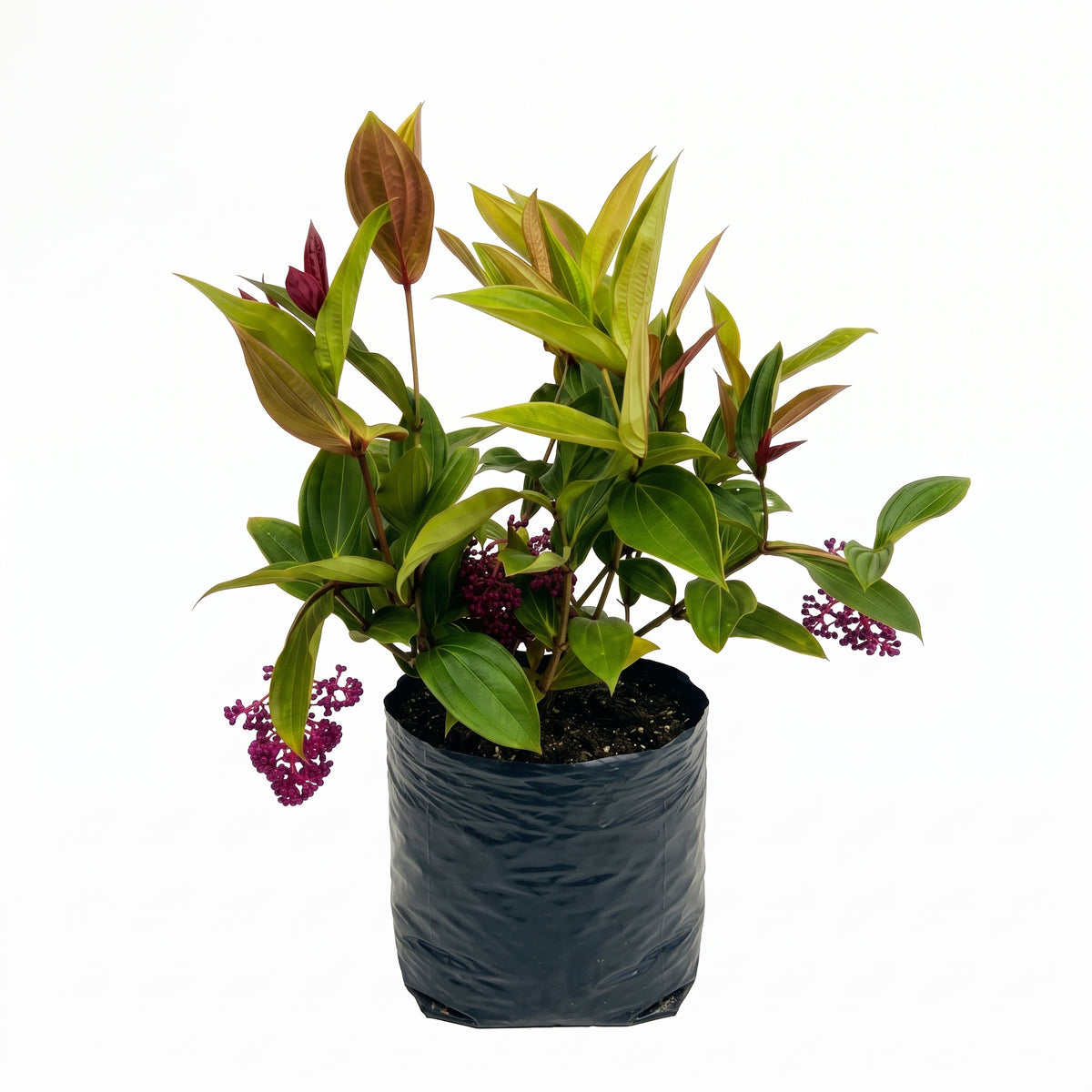 Medinilla o perlas de mallorca