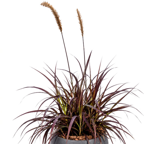 Pennisetum morado — foto 2