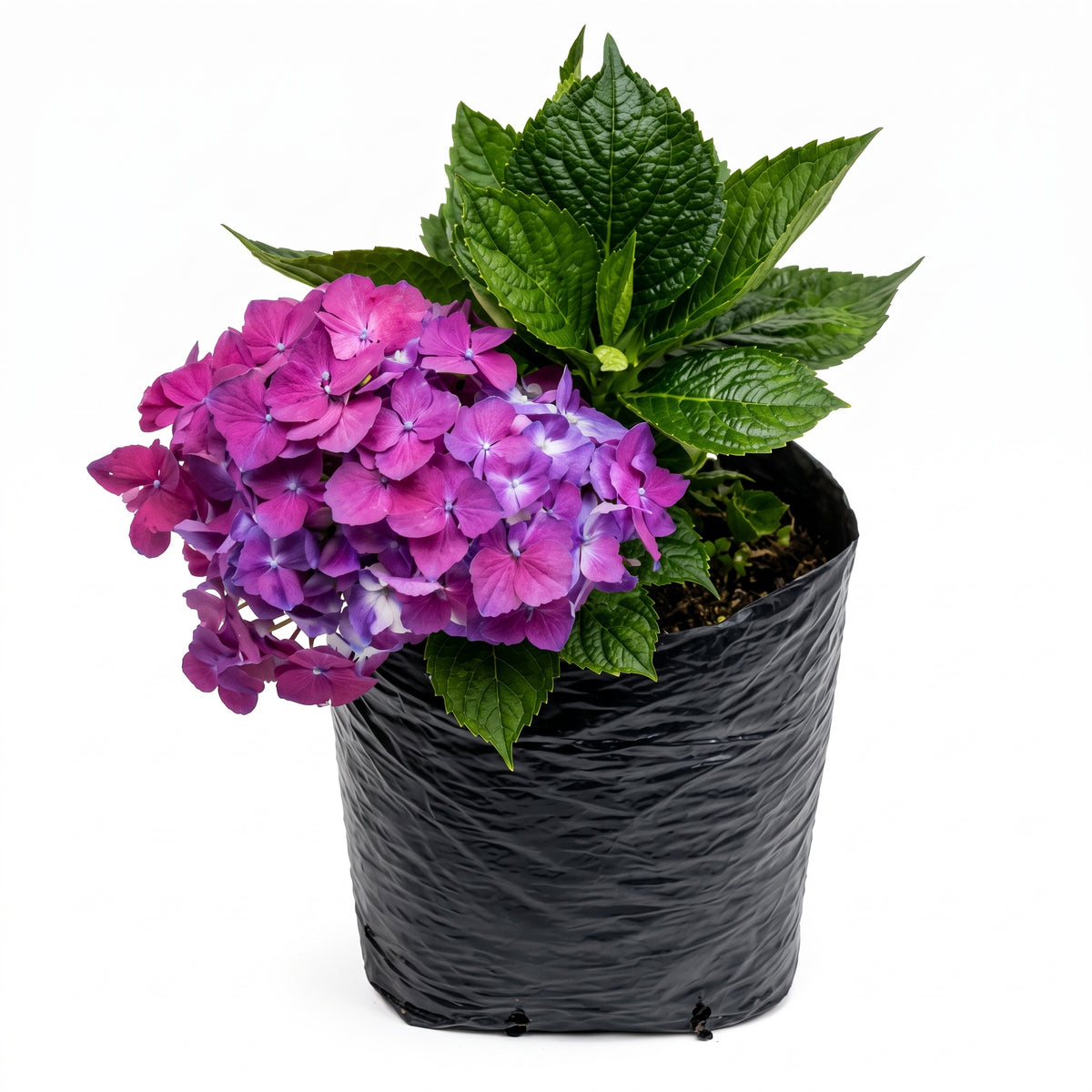 Hortensia holandesa