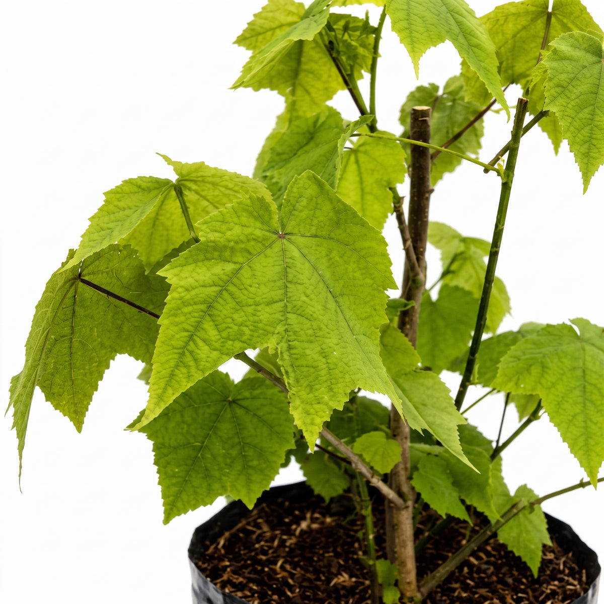 Abutilon farolito — foto 2