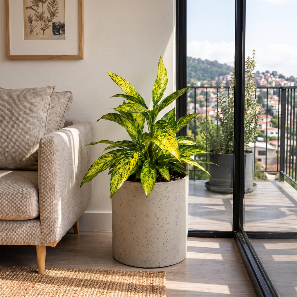 Aglaonema 'Dollar' — foto 3