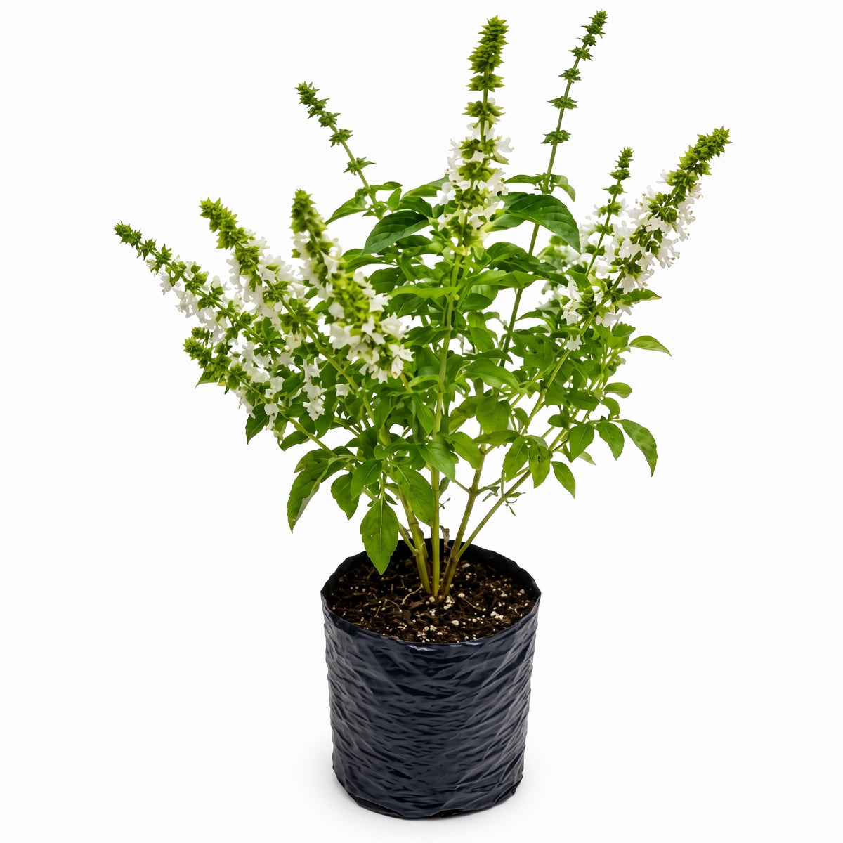 Albahaca verde