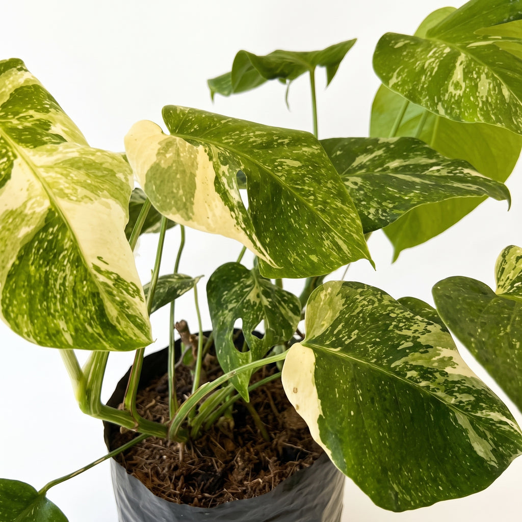 Balazo variegado — foto 2
