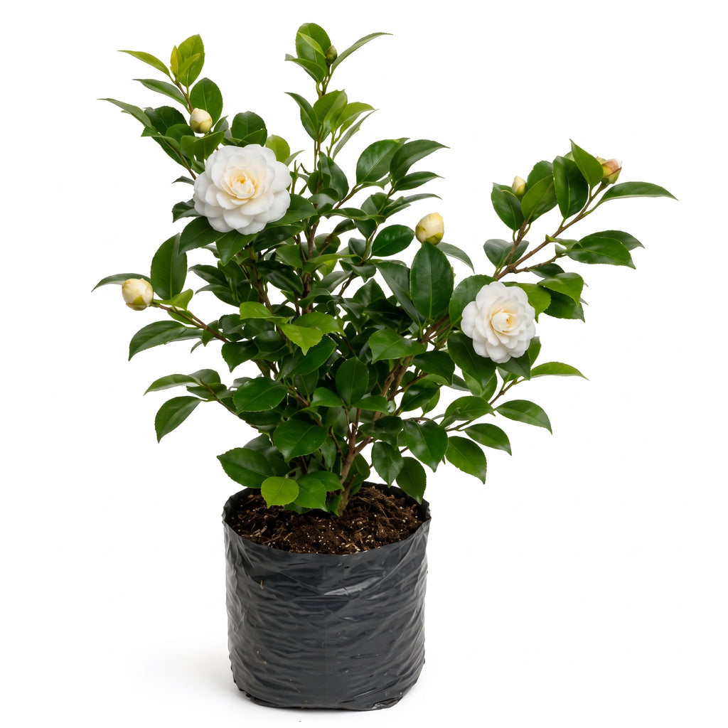 Camelia blanca