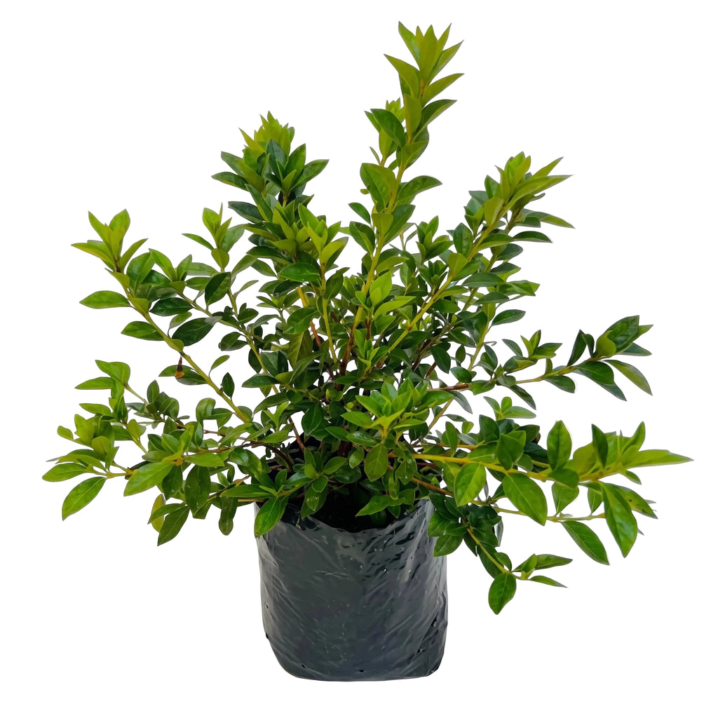 Azalea
