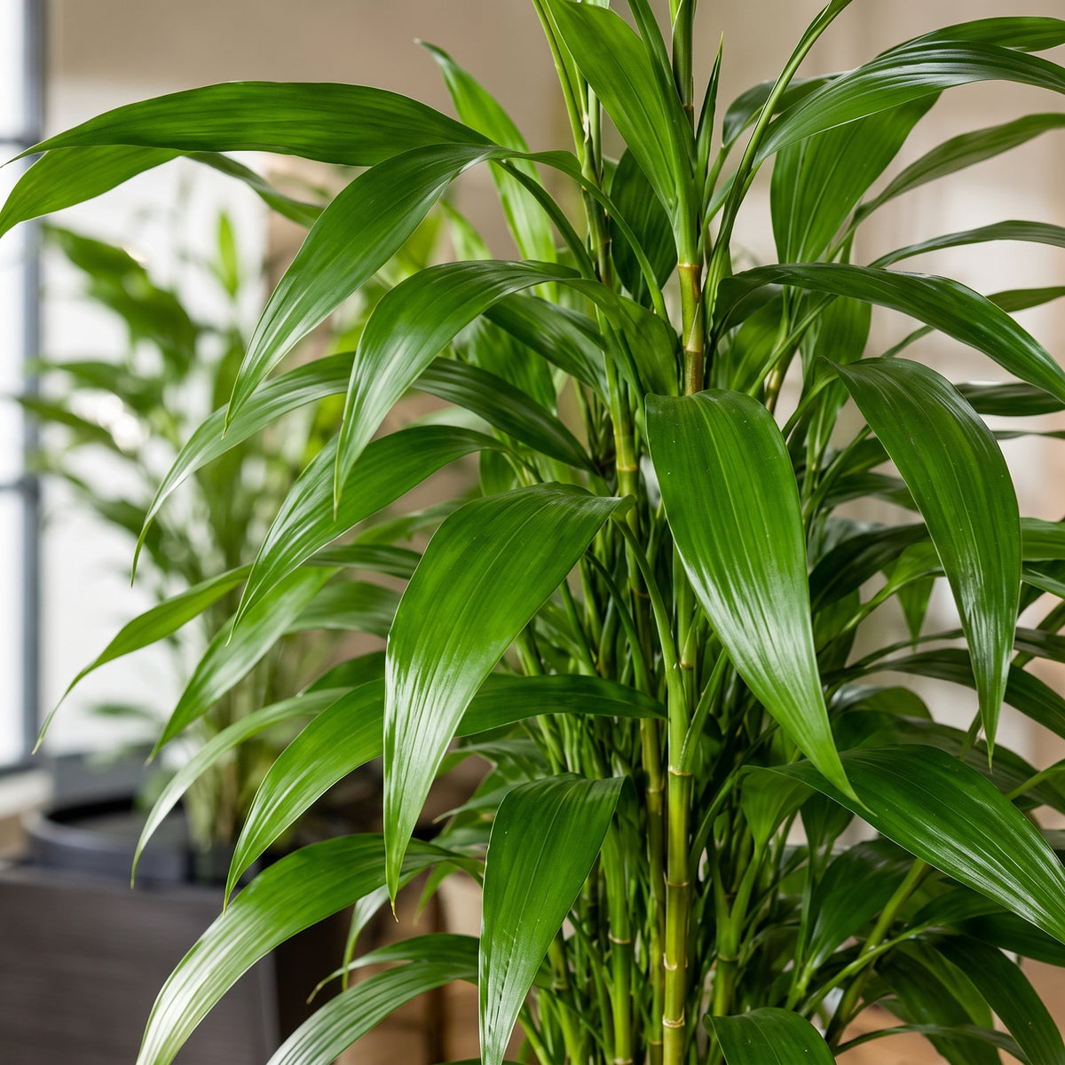 Lucky bamboo verde — foto 2
