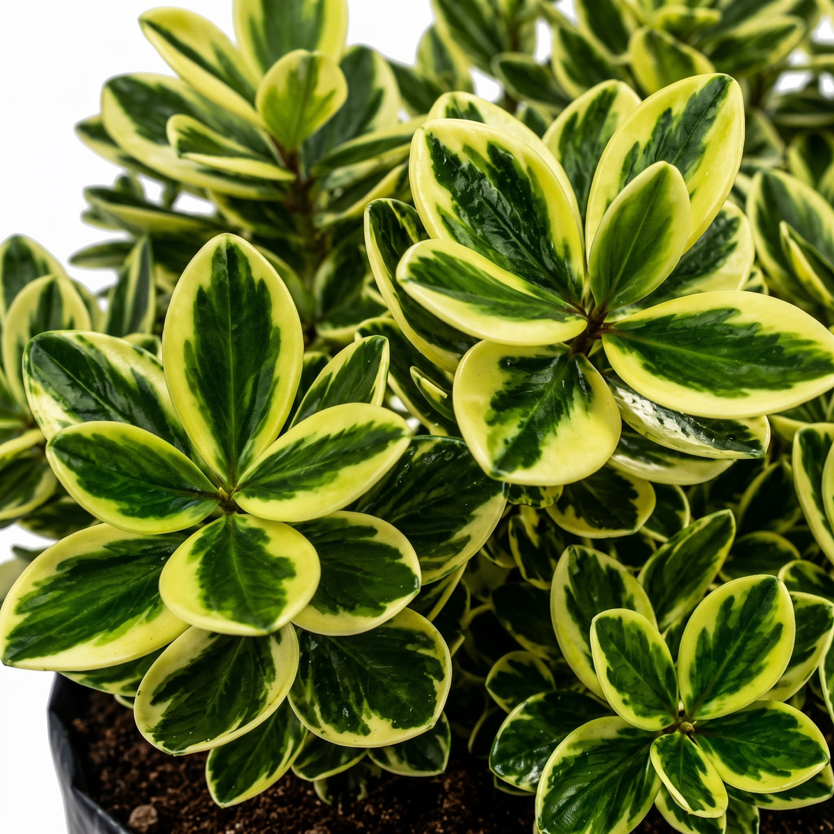 Hebe variegado — foto 2