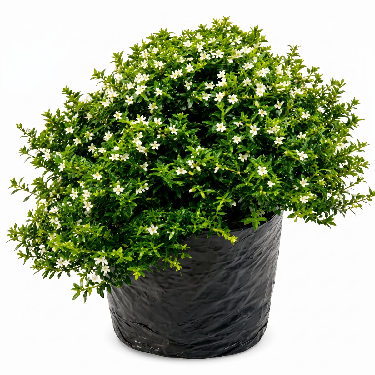 Cupeas o diosma