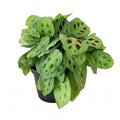 Calathea soldadito