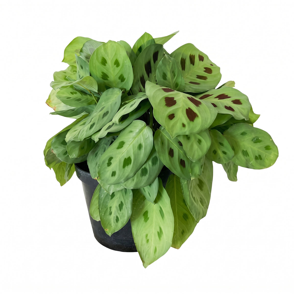 Calathea soldadito