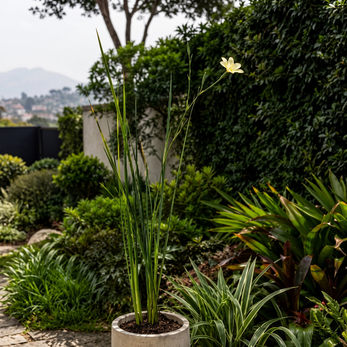 Lirio de páramo blanco — foto 3