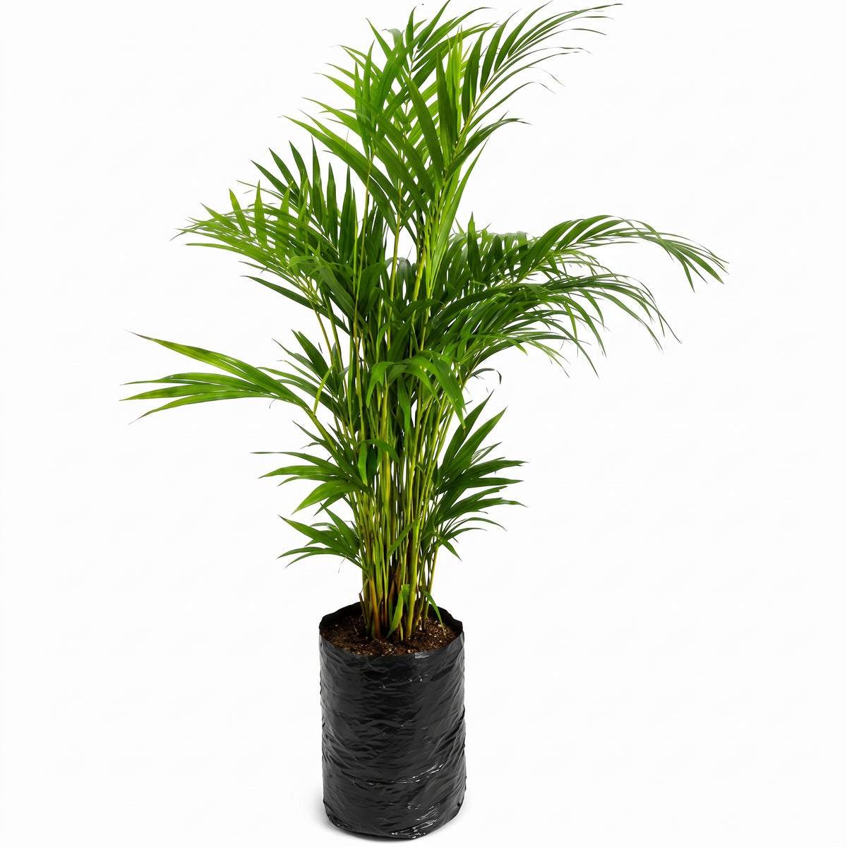 Palma areca