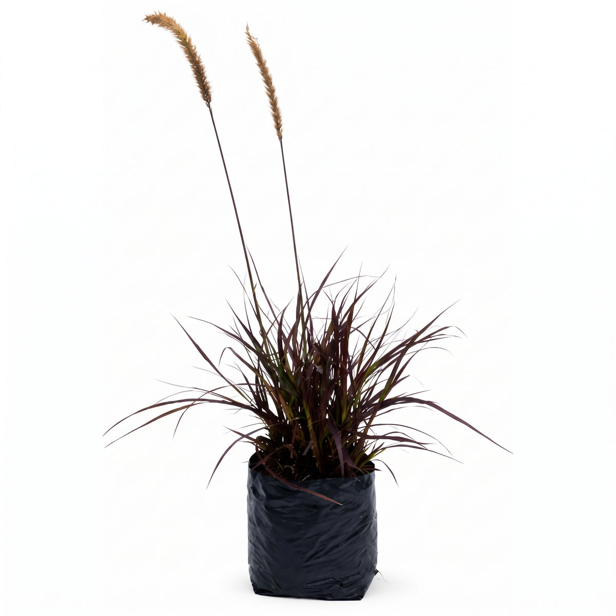 Pennisetum morado