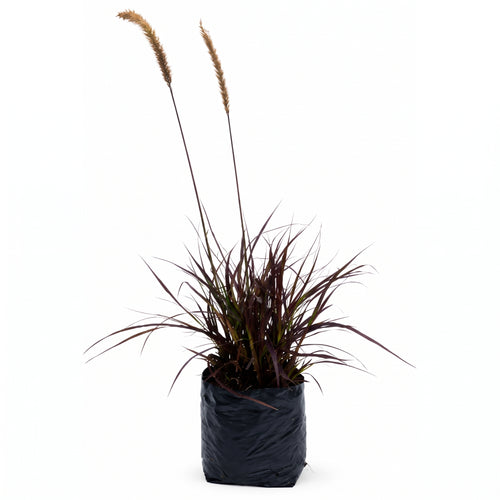 Pennisetum morado