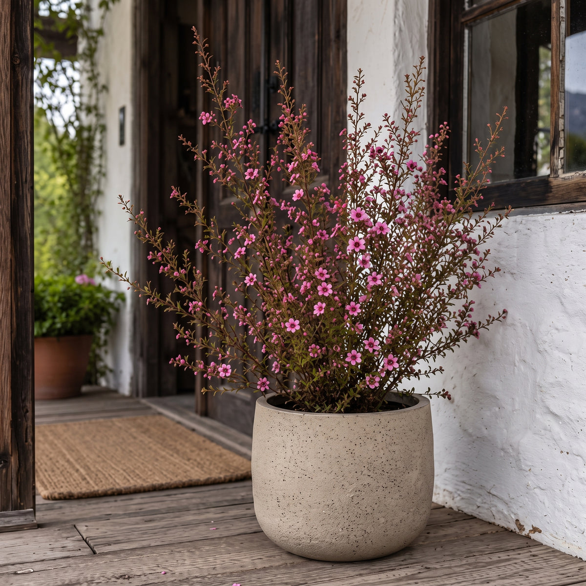 Leptospermum — foto 3