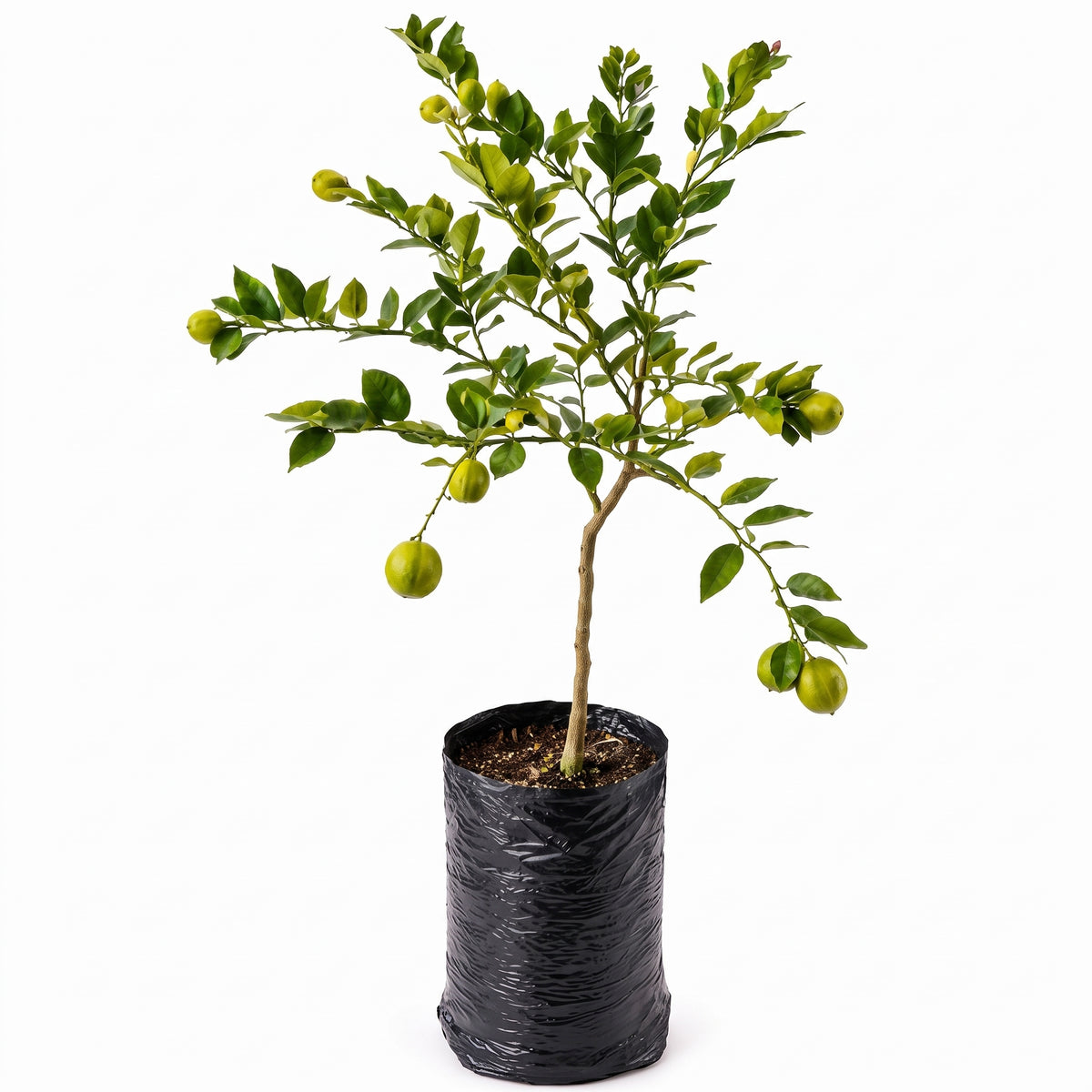 Limón rayado