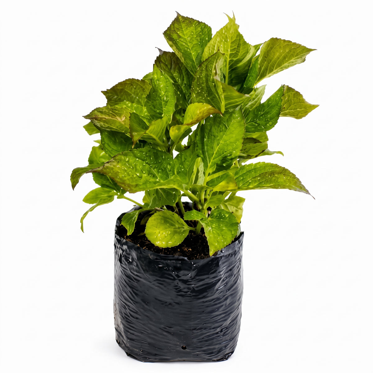 Hortensia común