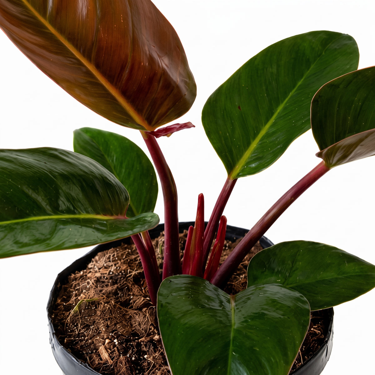 Filoendro congo rojo — foto 2